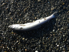 Thaleichthys pacificus