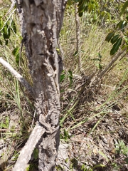 Aspidosperma macrocarpon