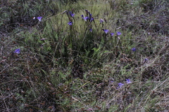 Gentiana bicuspidata