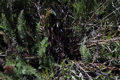 Gentiana bicuspidata