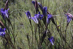 Gentiana bicuspidata