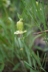 Silene campanulata