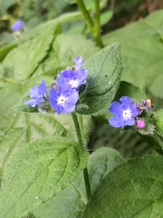 Pentaglottis sempervirens