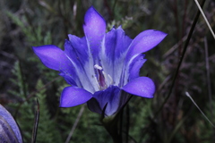 Gentiana bicuspidata