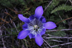 Gentiana bicuspidata