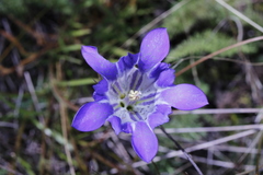 Gentiana bicuspidata