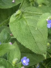 Pentaglottis sempervirens