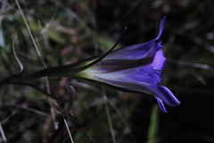 Gentiana bicuspidata