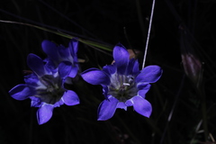 Gentiana bicuspidata