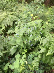 Pentaglottis sempervirens