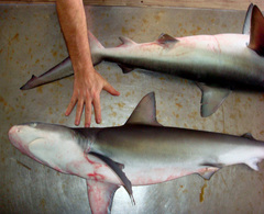 Carcharhinus galapagensis