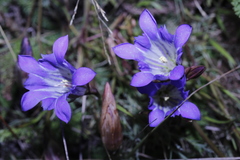 Gentiana bicuspidata