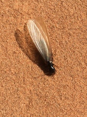 Hodotermitidae