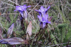 Gentiana bicuspidata