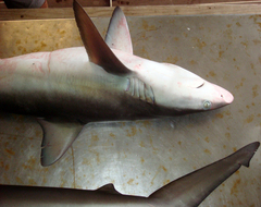 Carcharhinus galapagensis