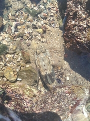 Bathygobius ramosus