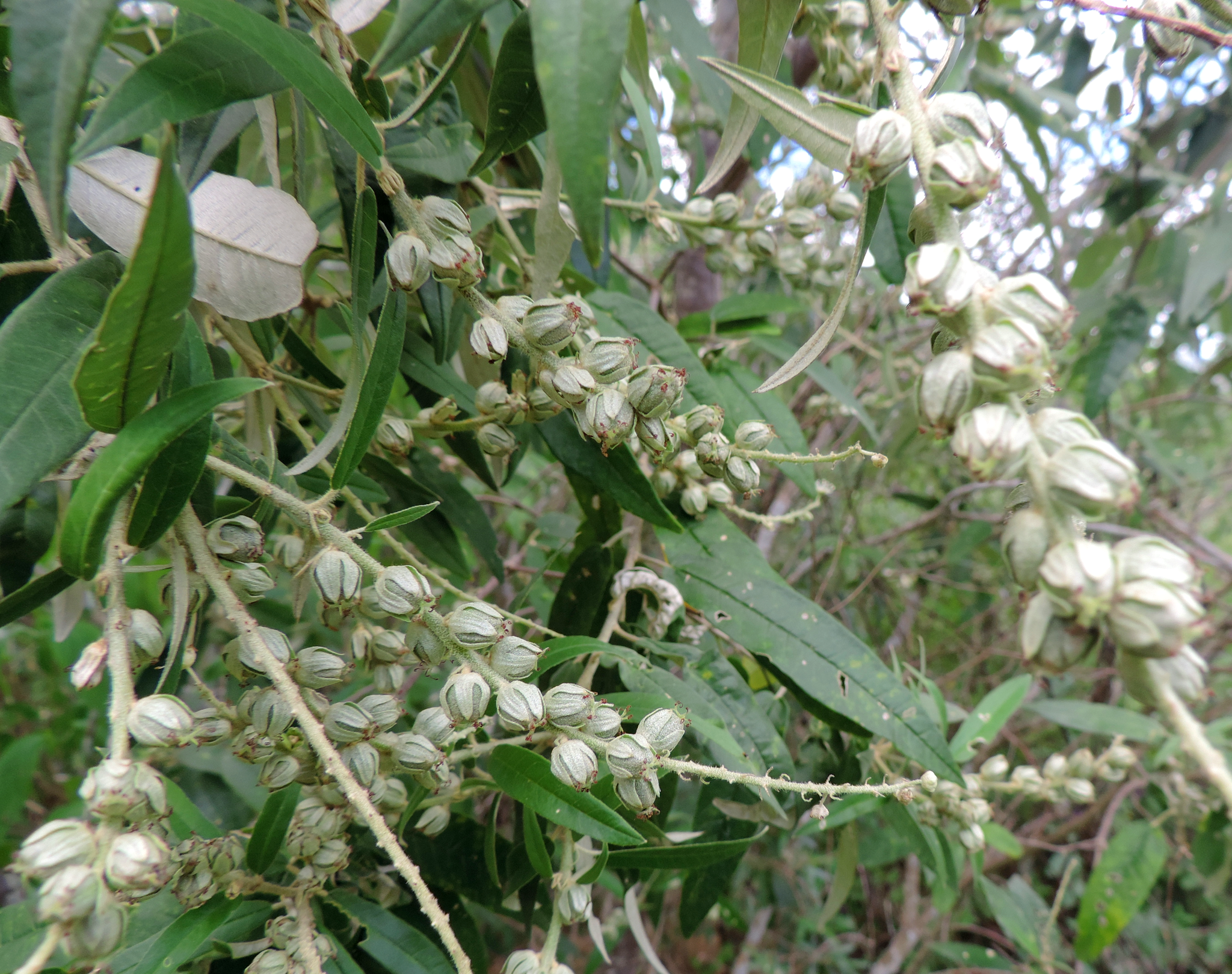 Croton argyrophyllus