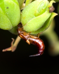 Forficulinae