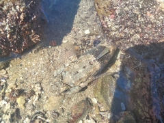 Bathygobius ramosus