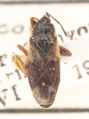 Eremocoris semicinctus