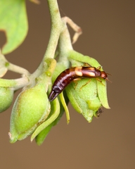 Forficulinae