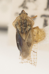 Gargaphia iridescens