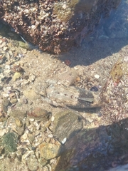 Bathygobius ramosus