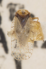 Gargaphia iridescens