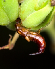 Forficulinae