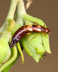 Forficulinae