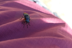 Osca lata