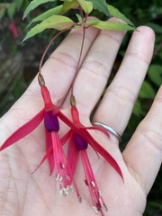 Fuchsia