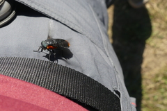 Osca lata