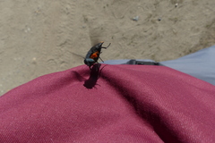Osca lata