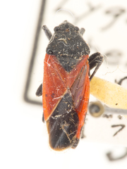 Melanopleurus belfragei