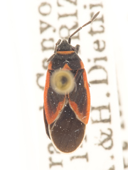 Melacoryphus admirabilis