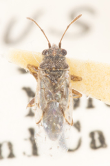 Nysius angustatus