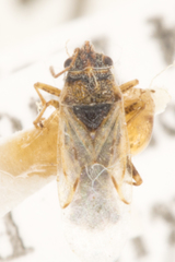 Nysius raphanus