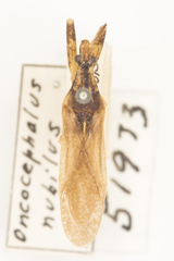Oncocephalus nubilus