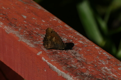 Quilaphoetosus monachus