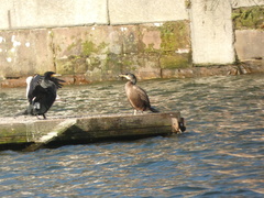 Phalacrocorax carbo