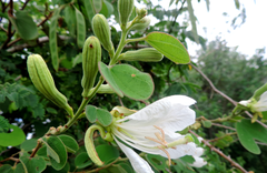 Bauhinia cheilantha
