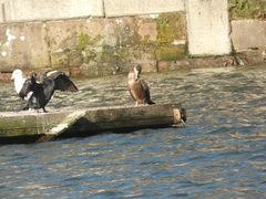 Phalacrocorax carbo