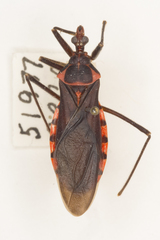 Pseudozelurus arizonicus