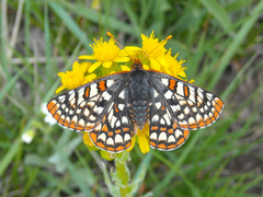 Euphydryas anicia bernadetta