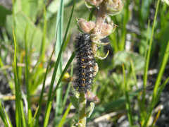 Euphydryas anicia bernadetta