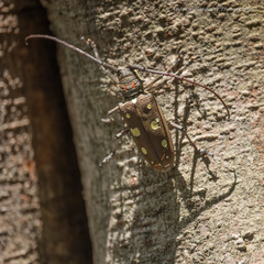 Batocera rubus