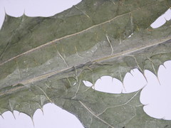 Onopordum acanthium