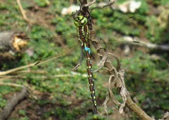 Zosteraeschna minuscula