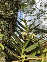 Cyrtorchis